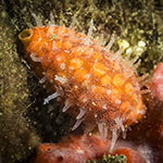 Cribrarula cribraria